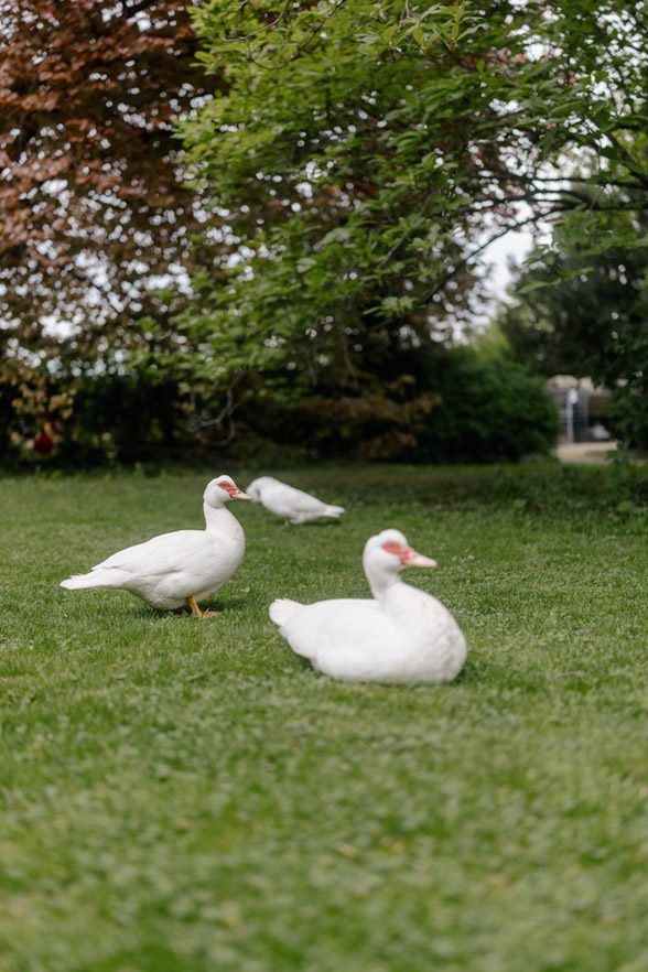Romantischer Garten mit weißen Schwänen im Weingut Fitz-Ritter Rheinland-Pfalz