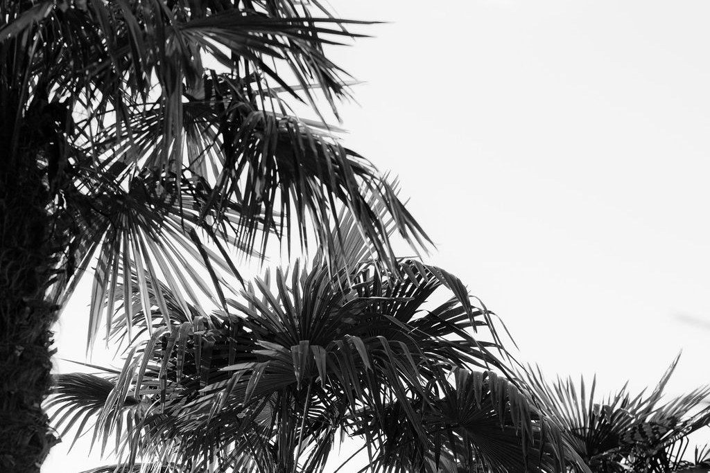 Hohe Palmen vor hellem Himmel im Garten einer mallorquinischen Finca